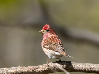 Close up of a perched adult male Purple Finch in bright spring plumage
