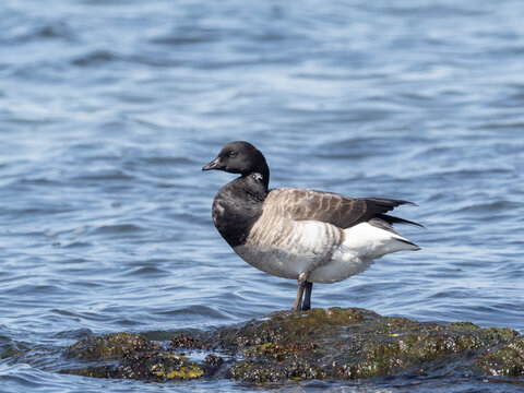 An adult pale-bellied brant perched on a rock in the ocean