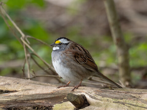 Close up of an adult White-throated Sparrow fluffed up and in fresh spring plumage