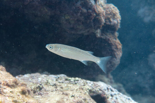 Lisas del g&eacute;nero Mugil spp. 