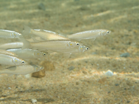 Lisas del g&eacute;nero Mugil spp. 