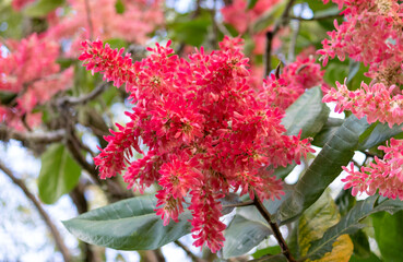 Fototapeta premium Photograph of flowers found in nature. 
