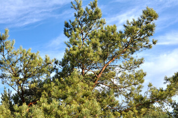 Pine trees grow in nature