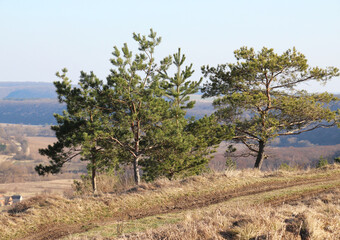 Pine trees grow in nature