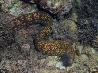 Morena del mediterráneo. Muraena helena.
