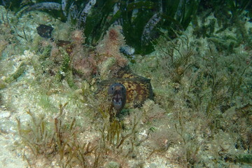 Morena del mediterráneo. Muraena helena.