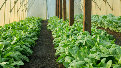 Spinach greenhouse folio harvest Spinacia oleracea rows fresh seedlings growing fresh farm in field...