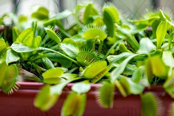 Selective focus view of Venus flytrap (Dionaea muscipula). It is a carnivorous plant native to...