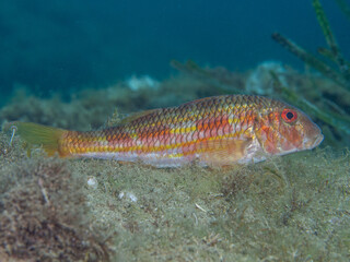 Salmonete. Mullus surmuletus.