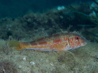 Naklejka premium Salmonete. Mullus surmuletus.