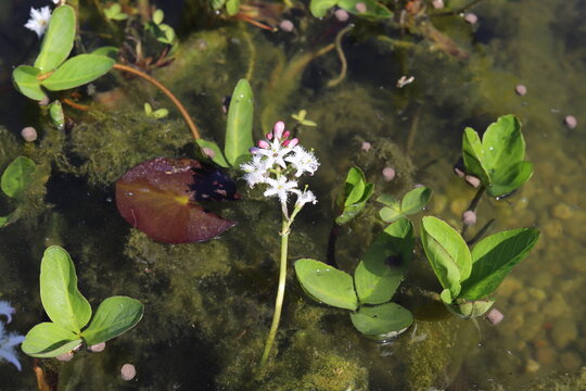 Menyanthes trifoliata. Common bogbean flowers. Close up.
