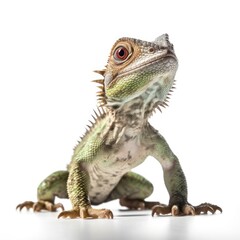 Baby Iguana isolated on white (generative AI)