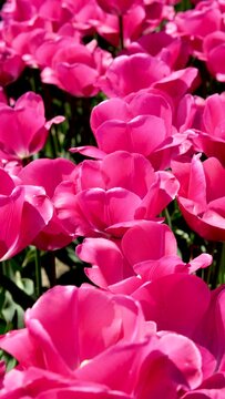 close-up beautiful flowers tulips Barcelona or Corolla in field festival in Canada British Columbia background for any text idea gift instead For text advertising tenderness Abbotsford