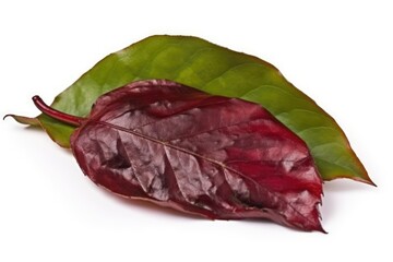 Obraz premium single red leaf isolated on a white background Generative AI