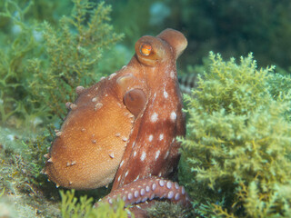 Pulpón. Octopus macropus. © Elkspera