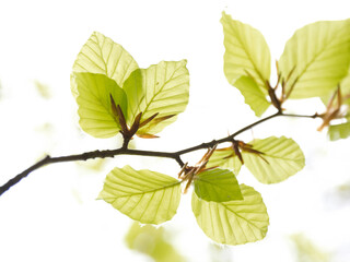 green leaves of beech on a branch