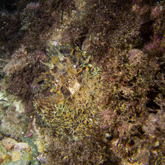 Pulpo de roca de camuflaje. Octopus vulgaris.