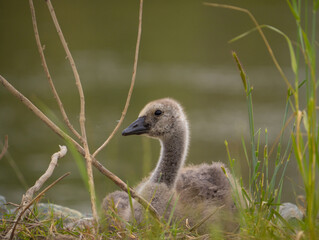 Portrait of a gosling resting in grass next to river 