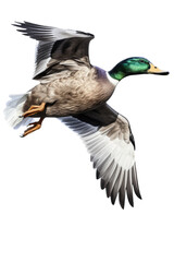 an isolated  Mallard Duck(Anas platyrhynchos) in flight side view , preservation, Wildlife-themed, photorealistic illustration on a transparent background cutout in PNG. Generative AI - obrazy, fototapety, plakaty