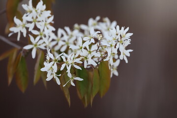 Downy serviceberry (Amelanchier arborea) - close up of branch with white flowers in early spring, Poland