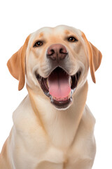 Portrait of a happy labrador retriever on a transparent background. Generative AI