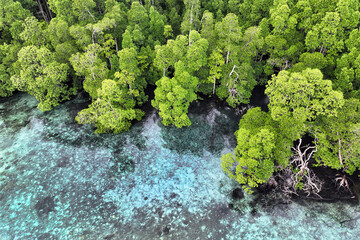 Mangrove trees in Raja Ampat, Indonesia