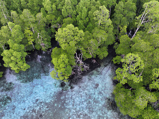 Mangrove forest in Raja Ampat, West Papua, Indonesia