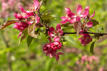 Obraz premium Beautiful pink apple flowers Malus floribunda. Springtime concept.
