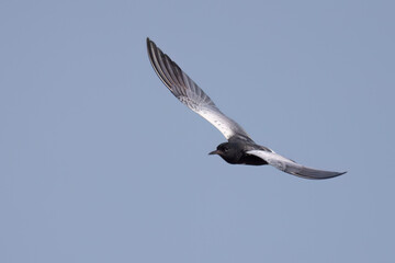 The white-winged tern, or white-winged black tern (Chlidonias leucopterus or Chlidonias leucoptera), is a species of tern in the family Laridae.