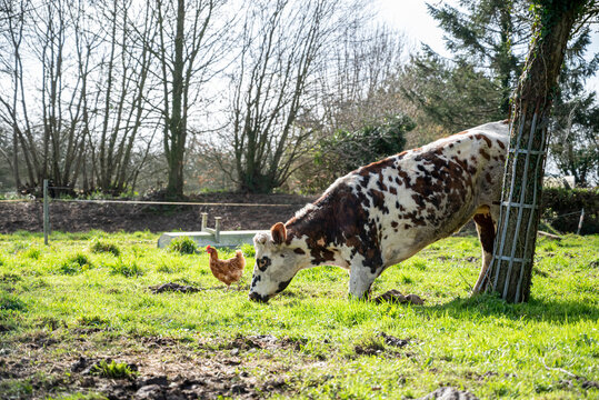 petite vache en Normandie qui broute sur les genoux