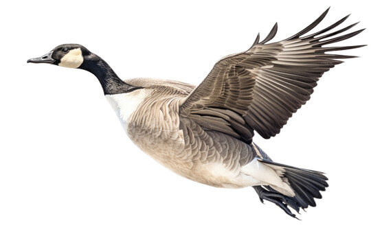 an isolated Canadian Goose in flight, migration, sport hunting, wetlands, preservation, Wildlife-themed, photorealistic illustration on a transparent background cutout in PNG. Generative AI