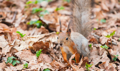 Naklejka na ściany i meble A squirrel with a fluffy tail in a spring park in search of nuts. Animals in the city park.