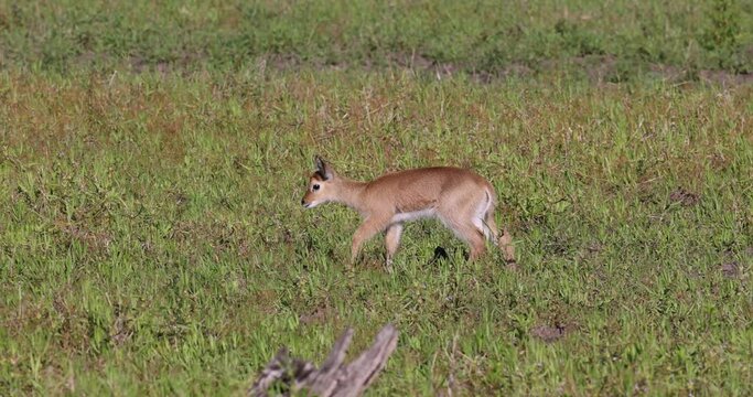 Puku fawn foraging for food in natural African bushland habitat