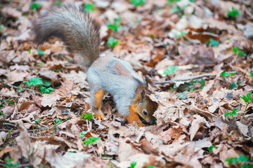 A squirrel with a fluffy tail in a spring park in search of nuts. Animals in the city park.