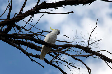 Sulphur-Crested Cockatoo (Cacatua galerita)