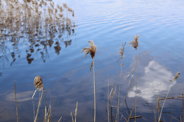 The heads of flooded reeds and the reflection of a blue sky with clouds in the calm water of a forest lake.