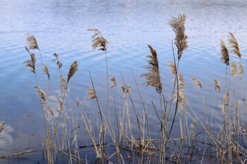 Reeds grow in the blue waters of a forest lake.
