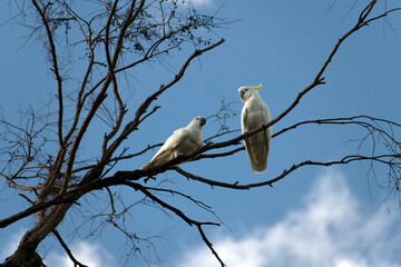 Sulphur-Crested Cockatoos (Cacatua galerita)