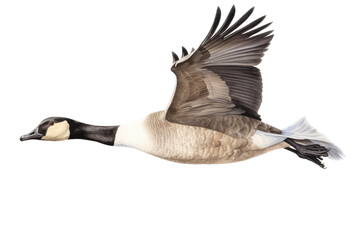 an isolated Canadian Goose in flight, migration, sport hunting, wetlands, preservation, Wildlife-themed, photorealistic illustration on a transparent background cutout in PNG. Generative AI - obrazy, fototapety, plakaty