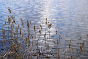 A ray of light illuminates the blue surface of the lake and young reeds.