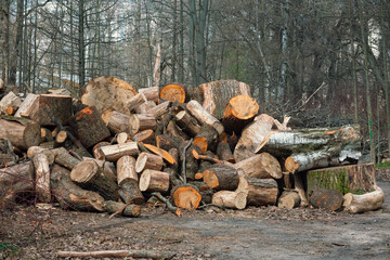 A stack of firewood. Sawn tree trunks lie chaotically on the ground in a spring park.