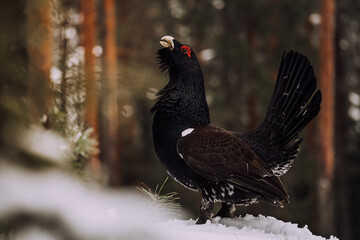 The Western Capercaillie (Tetrao urogallus) In Forest