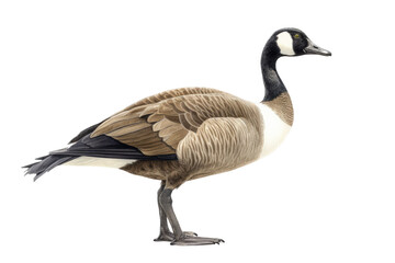  an isolated Canadian Goose standing and sitting, migration, sport hunting, wetlands, Wildlife-themed, photorealistic illustration on a transparent background cutout in PNG. generative ai - obrazy, fototapety, plakaty