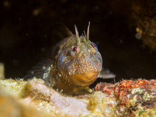 Parablennius incognitus. Barriguda cornuda.