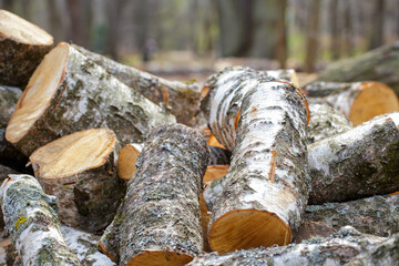 A stack of birch firewood. The sawn trunks of birch trees lie chaotically on the ground in the spring park.