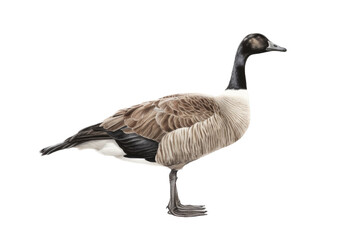  an isolated Canadian Goose standing and sitting, migration, sport hunting, wetlands, Wildlife-themed, photorealistic illustration on a transparent background cutout in PNG. generative ai