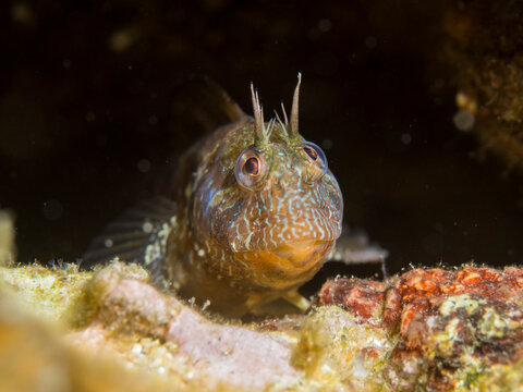 Parablennius incognitus. Barriguda cornuda.
