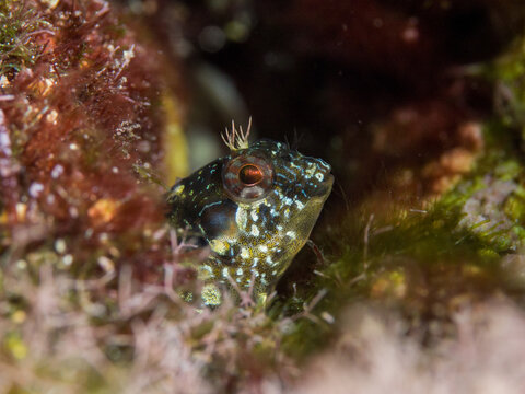 Parablennius incognitus. Barriguda cornuda.