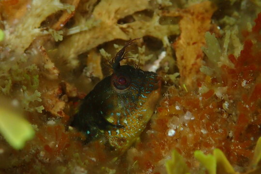 Parablennius incognitus. Barriguda cornuda.