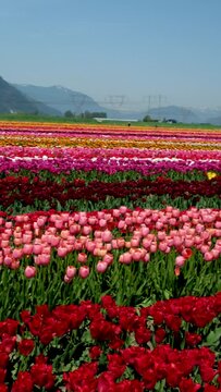 Tulips Colorful blooming flowers on plantation farm field at sunny spring day with mountains and highway on background. vertical video British Columbia Canada ABBOTSFORD TULIP FESTIVAL 2023 